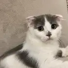 قط للتبني