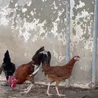 دجاج بلدي