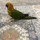 فرخ صن كنيور هدد داخلي خارجي .