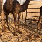 للبيع قعود حوار آصفر كفو