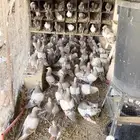 حمام سلفر