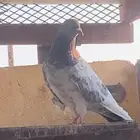 حمام باكستاني و حب رمان