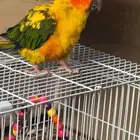 صن كنيور هدد