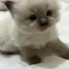 قطط للبيع