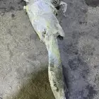 دودة دراكسون اكورد 2008