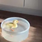 بطه صغيره للبيع