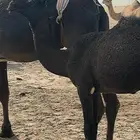 مفروده قيضيه طيبه على ولد فزاع