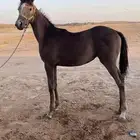 مهره عربيه شعبية للبيع خيل