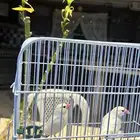 جاوه او جاوا ابيض جوز