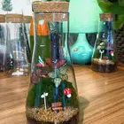 تيراريوم نباتات طبيعية 100