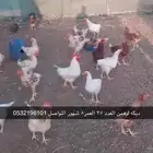 ديكة لوهمن