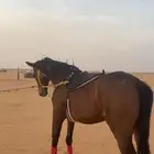 فرس الجليزيه