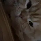 قط للتبني