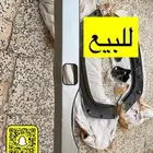 صدام فتك 17 وفوق