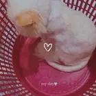 ميشو 6شهور ذكر