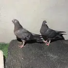 3 طبات قطايف