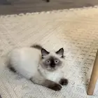 قطه هملايا