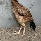 دجاجه سندية