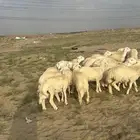 طليان ذبايح رمضان ومناسبات ( تم البيع )