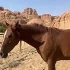 فرس عربي اصيل نشيط السوم يبدا عندكم