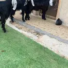 تامه متبع بجفرتين