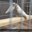 زوج روز منتج للبيع