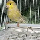 ذكر كناري يغرد