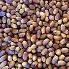 بياض نجران واجود الانواع باقل الاسعار