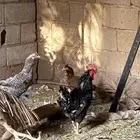 دجاج وديكة باكستانيه