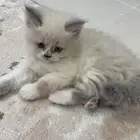 قط انثى راغدول للبيع