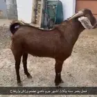 ماعز مطور