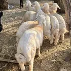 خرفان فاخرة