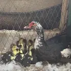 للبيع بط مصري مع فروخه