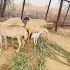 ضان مناتيج