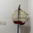 قفص عصافير