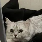 قط شرازي للتبني