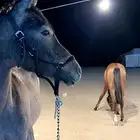 مهر شعبي عمره سنه وشهر الاشهرين