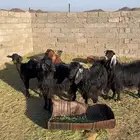 معزا