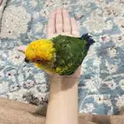 فرخ صن كنيور تمم البيع