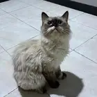 قط للتبني