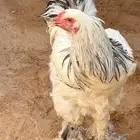 ابراهما