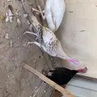ديكه رومي