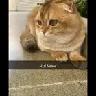 قط جديد في الفندقه لتزاوج تبارك الله