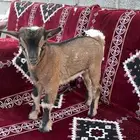 ماعز قزم