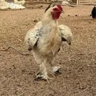ديك براهما