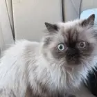 قط للبيع هملايا