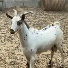 تيس