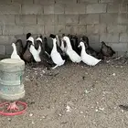 بط بكيني وخضيري منتج