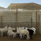 سواكن مرابي