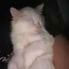 تبني
